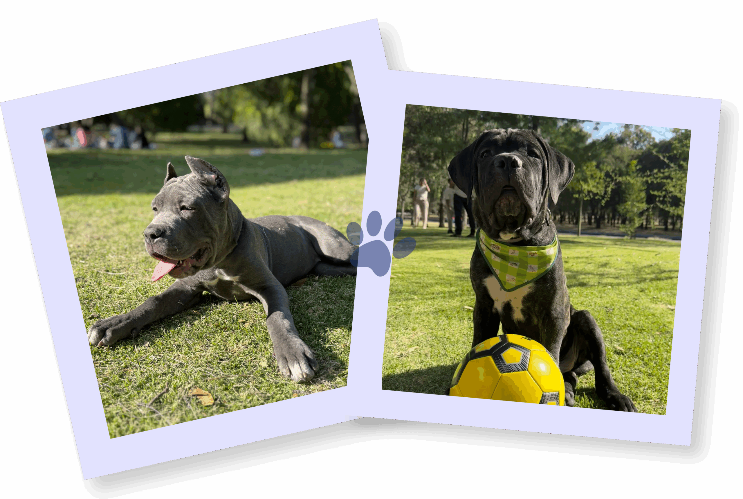 Cane corso