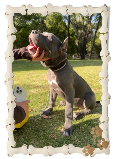 cachorro cane corso