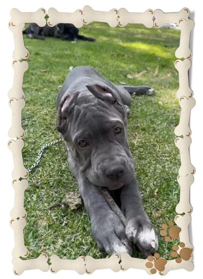 perrita cane corso