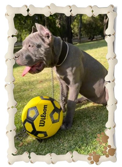 hembra cane corso