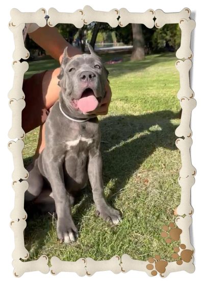 cane corso