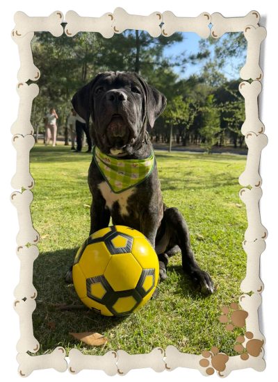 cachorro cane corso