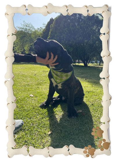 cachorro cane corso