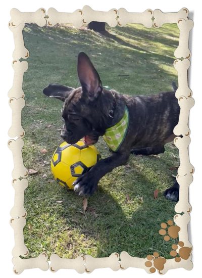 cane corso cachorro