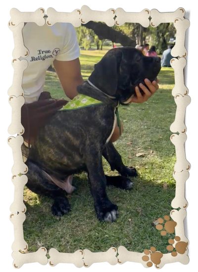 cane corso cachorro