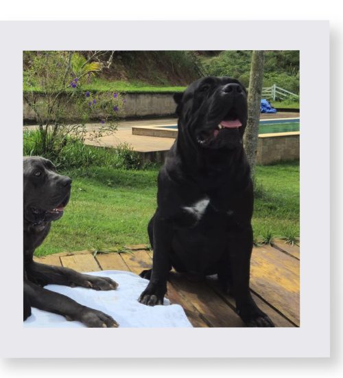 cane corso