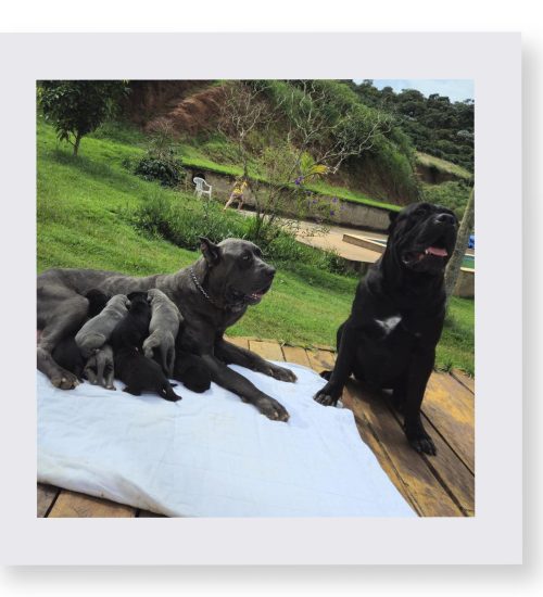 cachorros cane corso